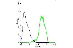 Human HeLA cells probed with Rabbit Anti-ENPP3/CD203c Polyclonal Antibody, Unconjugated . (ENPP3 抗体  (AA 40-140))