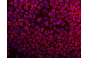 IF analysis of DARS2 using anti-DARS2 antibody (ABIN6719279).