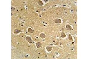 Immunohistochemistry (IHC) image for anti-Aquaporin 11 (AQP11) (AA 244-271) antibody (ABIN3028471)