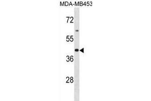 OR2B6 Antibody (C-term) (ABIN1881601 and ABIN2839087) western blot analysis in MDA-M cell line lysates (35 μg/lane). (OR2B6 抗体  (C-Term))