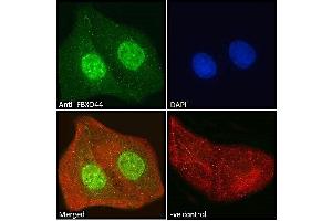 ABIN185065 Immunofluorescence analysis of paraformaldehyde fixed U2OS cells, permeabilized with 0. (FBXO44 抗体  (C-Term))