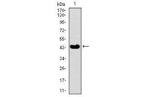 Image no. 4 for anti-Thyroid Hormone Receptor Interactor 6 (TRIP6) antibody (ABIN1490826) (TRIP6 抗体)