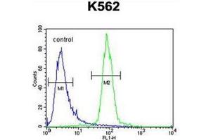 Flow cytometric analysis of K562 cells using hCG_2024410 Antibody (C-term) Cat. (hCG_2024410 (AA 187-215), (C-Term) 抗体)