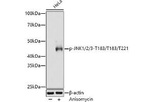 Western blot analysis of extracts of HeLa cells, using Phospho-JNK1/2/3-T183/T183/T221 antibody (ABIN6135251, ABIN6135990, ABIN6135991 and ABIN7101879) at 1:3000 dilution. (MAPK8/9/10 抗体  (pThr183, pThr221, Thr183))