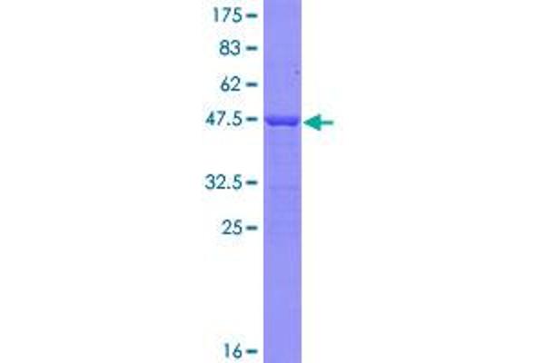 MYL2 Protein (AA 1-166) (GST tag)