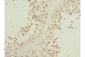 Immunohistochemistry of paraffin-embedded human testis tissue using ABIN7163172 at dilution of 1:100 (PIK3R3 抗体  (Regulatory Subunit Gamma))