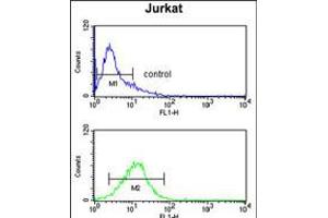 Flow cytometry analysis of Jurkat cells (bottom histogram) compared to a negative control cell (top histogram). (Myosin IA 抗体  (AA 276-304))