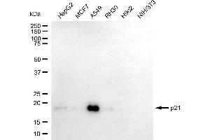 Western blotting analysis using p21 antibody (ABIN7798222). (Recombinant p21 抗体)