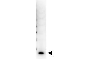 Western Blot showing detection of Human IL-7. (IL-7 抗体  (Biotin))
