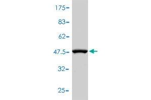 Western Blot detection against Immunogen (44. (CD48 抗体  (AA 1-169))