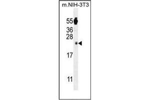 Western blot analysis of FAM96A Antibody (C-term) in mouse NIH-3T3 cell line lysates (35ug/lane). (FAM96A 抗体  (C-Term))