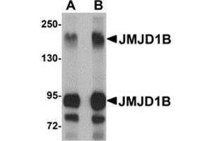 Western Blotting (WB) image for anti-Lysine (K)-Specific Demethylase 3B (KDM3B) (Middle Region) antibody (ABIN1030967) (KDM3B 抗体  (Middle Region))