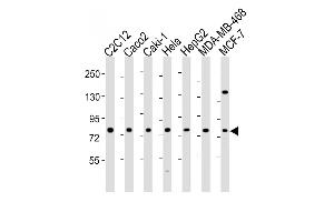 All lanes : Anti-L Antibody (N-Term) at 1:2000 dilution Lane 1: C2C12 whole cell lysate Lane 2: Caco2 whole cell lysate Lane 3: Caki-1 whole cell lysate Lane 4: Hela whole cell lysate Lane 5: HepG2 whole cell lysate Lane 6: MDA-MB-468 whole cell lysate Lane 7: MCF-7 whole cell lysate Lysates/proteins at 20 μg per lane. (LPP 抗体  (AA 32-66))