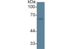 Western Blotting (WB) image for anti-Scavenger Receptor Class B, Member 1 (SCARB1) (AA 33-440) antibody (ABIN7443629)