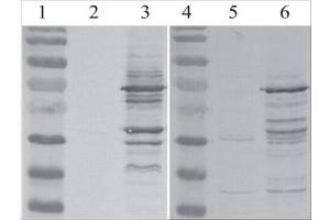 Western Blot testing of MLV-gag antibody. (MLV p30 抗体)