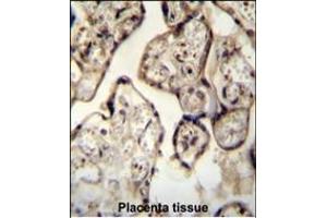 SYT8 antibody (Center) (ABIN654312 and ABIN2844096) immunohistochemistry analysis in formalin fixed and paraffin embedded human Placenta tissue followed by peroxidase conjugation of the secondary antibody and DAB staining. (SYT8 抗体  (AA 60-88))