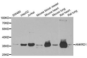 Western Blotting (WB) image for anti-Ankyrin Repeat Domain 1 (Cardiac Muscle) (ANKRD1) antibody (ABIN1980271) (ANKRD1 抗体)