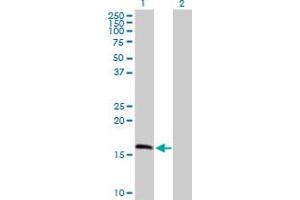 Western Blot analysis of MRPS11 expression in transfected 293T cell line by MRPS11 MaxPab polyclonal antibody. (MRPS11 抗体  (AA 1-194))