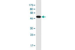 Western Blotting (WB) image for anti-Nucleolar Protein 3 (Apoptosis Repressor with CARD Domain) (NOL3) (AA 1-208) antibody (ABIN1327300)