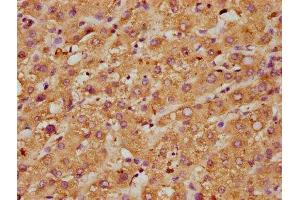 IHC image of ABIN7160488 diluted at 1:600 and staining in paraffin-embedded human liver tissue performed on a Leica BondTM system. (Myeloperoxidase 抗体  (AA 165-278))