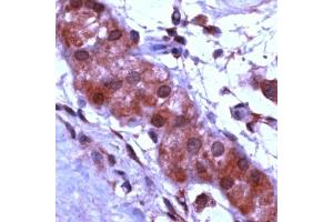 Human testis stained with Anti-Apaf-1 antibody (APAF1 抗体  (C-Term))