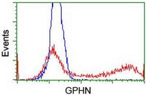 Flow Cytometry (FACS) image for anti-Gephyrin (GPHN) antibody (ABIN1498425) (Gephyrin 抗体)