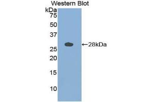 Western blot analysis of the recombinant protein. (Cathepsin S 抗体  (AA 115-331))