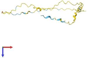VCX2 Protein (AA 1-139) (His tag)