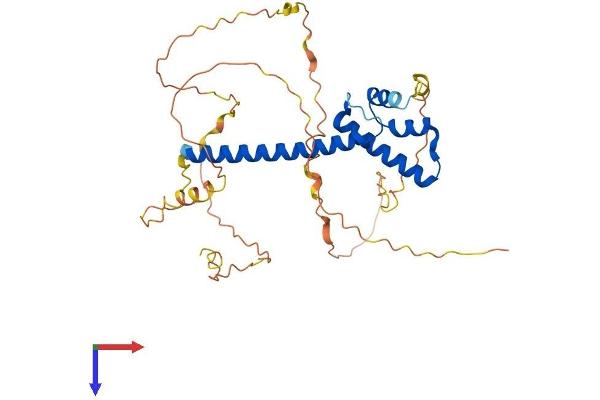 NEUROD6 Protein (AA 1-337) (His tag)