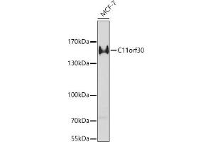 Western blot analysis of extracts of MCF-7 cells, using C11orf30 antibody (ABIN6127846, ABIN6137723, ABIN6137725 and ABIN6221740) at 1:1000 dilution. (EMSY 抗体  (AA 1153-1322))