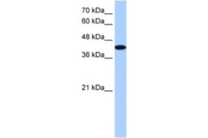 Western Blotting (WB) image for anti-A Kinase (PRKA) Anchor Protein 7 (AKAP7) antibody (ABIN2461334) (AKAP7 抗体)