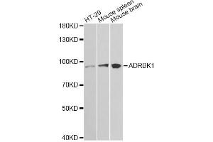 Western blot analysis of extracts of various cell lines, using ADRBK1 antibody. (GRK2 抗体)