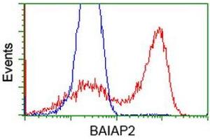 Flow Cytometry (FACS) image for anti-BAI1-Associated Protein 2 (BAIAP2) antibody (ABIN1496805) (BAIAP2 抗体)