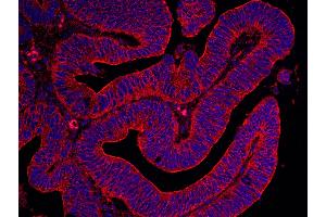 Immunohistochemistry (IHC) image for anti-Filamin B, beta (FLNB) (AA 2552-2602) antibody (ABIN7448565) (FLNB 抗体  (AA 2552-2602))