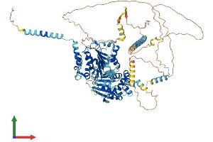 AlphaFold protein structure predicition of Human Recombinant DDX10 Protein, UniprotID Q13206
