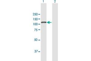 Western Blotting (WB) image for anti-Protein Tyrosine Phosphatase, Receptor Type, N (PTPRN) (AA 1-950) antibody (ABIN948356)