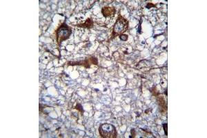 Formalin fixed, paraffin embedded human brain tissue stained with MRPL50 Antibody (C-term) followed by peroxidase conjugation of the secondary antibody and DAB staining. (MRPL50 抗体  (C-Term))