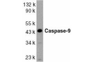 Western blot analysis of caspase-9 in HeLa whole cell lysate with AP30206PU-N Caspase-9 antibody at 1/1000 dilution (Caspase 9 抗体  (Intermediate Domain 2))