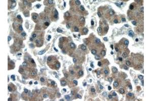Immunohistochemistry (IHC) image for anti-Hepatic and Glial Cell Adhesion Molecule (HEPACAM) antibody (ABIN2932707) (HEPACAM 抗体)