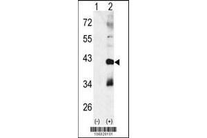 Western blot analysis of CTDSP1 using rabbit polyclonal p38 beta Antibody using 293 cell lysates (2 ug/lane) either nontransfected (Lane 1) or transiently transfected with the CTDSP1 gene (Lane 2).
