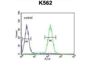 Flow cytometric analysis of K562 cells using LCE2B Antibody (C-term) Cat. (LCE2B 抗体  (C-Term))