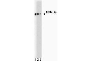 Western blot analysis of GM130 cells on rat brain lysate. (Golgin A2 (GOLGA2) (AA 869-982) 抗体)