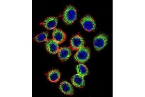 Immunofluorescence (IF) image for anti-RAS Guanyl Releasing Protein 2 (Calcium and DAG-Regulated) (RASGRP2) antibody (ABIN2996572) (RASGRP2 抗体)
