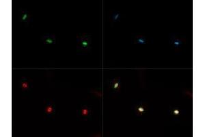 Fluorescence Microscopy (FM) image for anti-Histone 3 (H3) (H3K36me) antibody (ABIN5706763)