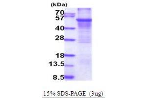 SDS-PAGE (SDS) image for Cytochrome P450, Family 2, Subfamily E, Polypeptide 1 (CYP2E1) (AA 29-493) protein (His tag) (ABIN5854112)