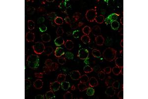 Immunofluorescence staining of K562 cells using LMO2 Recombinant Rabbit Monoclonal Antibody (LMO2/3147R) followed by goat anti-rabbit IgG conjugated to CF488 (green).