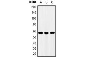 Western blot analysis of UBFD1 expression in HEK293T (A), Raw264.