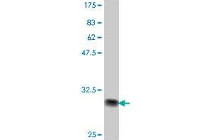Western Blot detection against Immunogen (32. (IRX1 抗体  (AA 424-479))