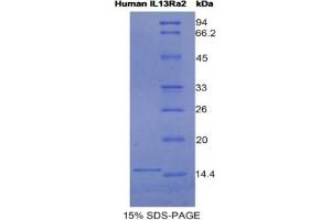 SDS-PAGE analysis of Human IL13Ra2 Protein. (IL13RA2 蛋白)