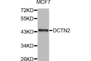 Western blot analysis of extracts of MCF-7 cells, using DCTN2 antibody (ABIN5971226) at 1/1000 dilution. (Dynamitin 抗体)